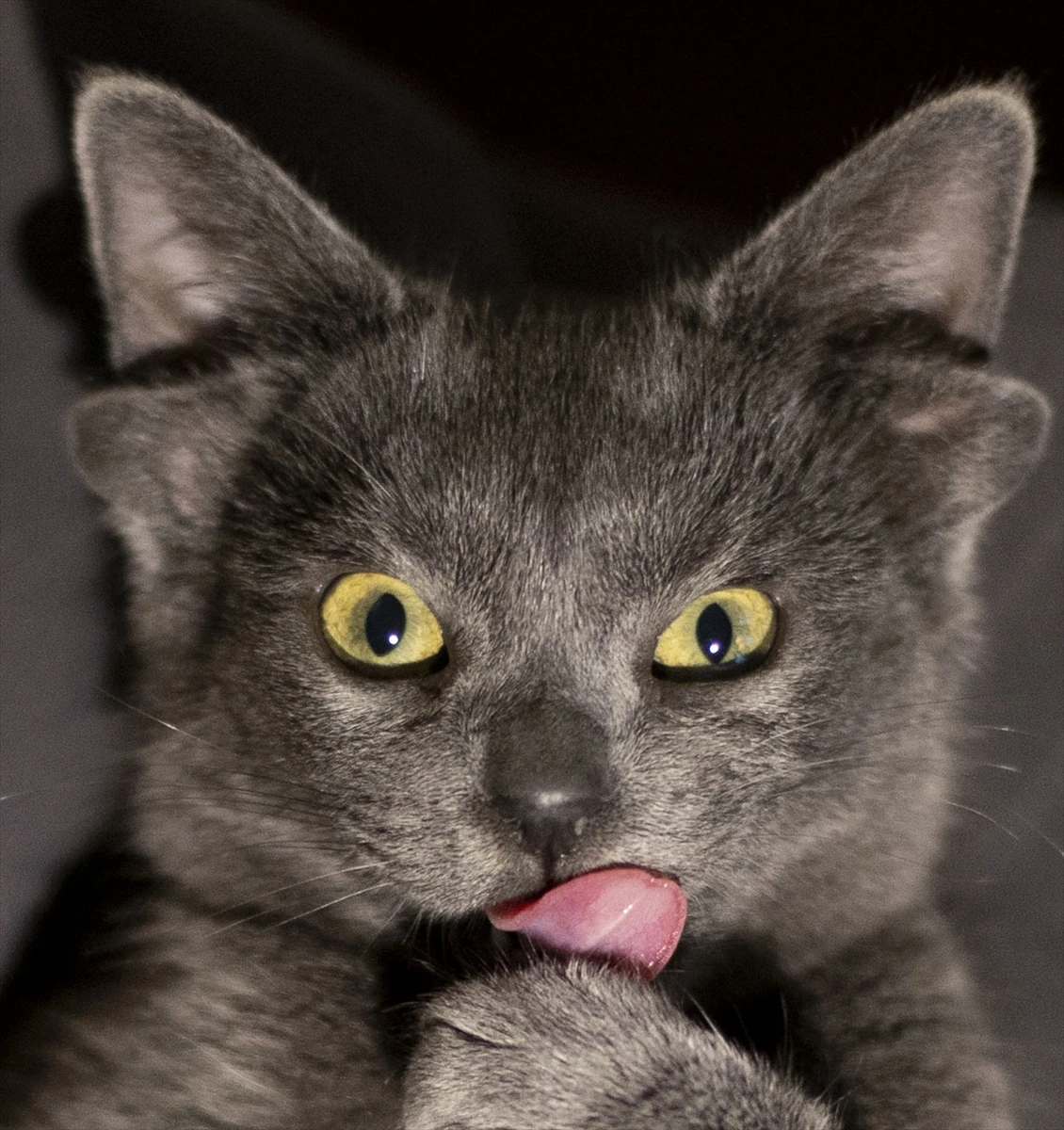 Doğuştan 4 kulaklı Midas fenomen oldu